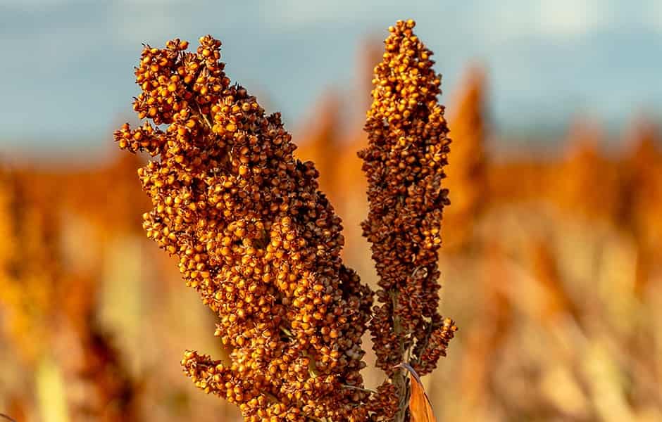 CME Group to launch new sorghum basis futures