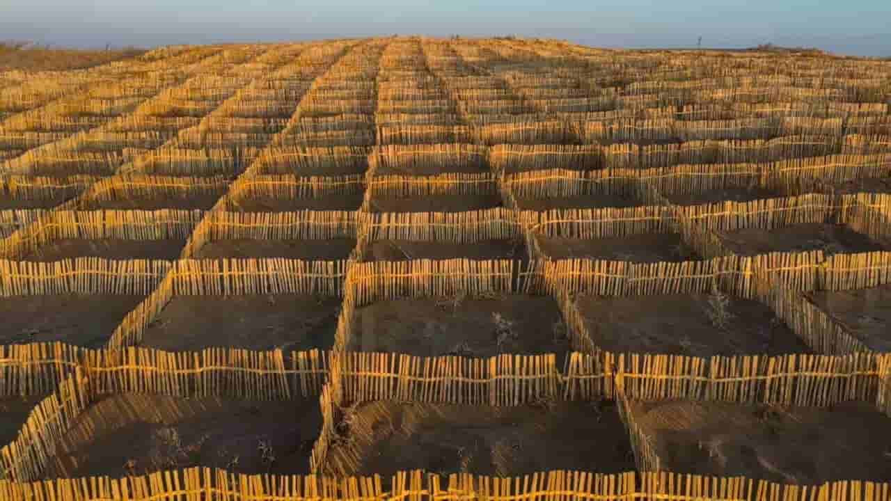 Chinese scientists use AI to enhance Great Green Wall