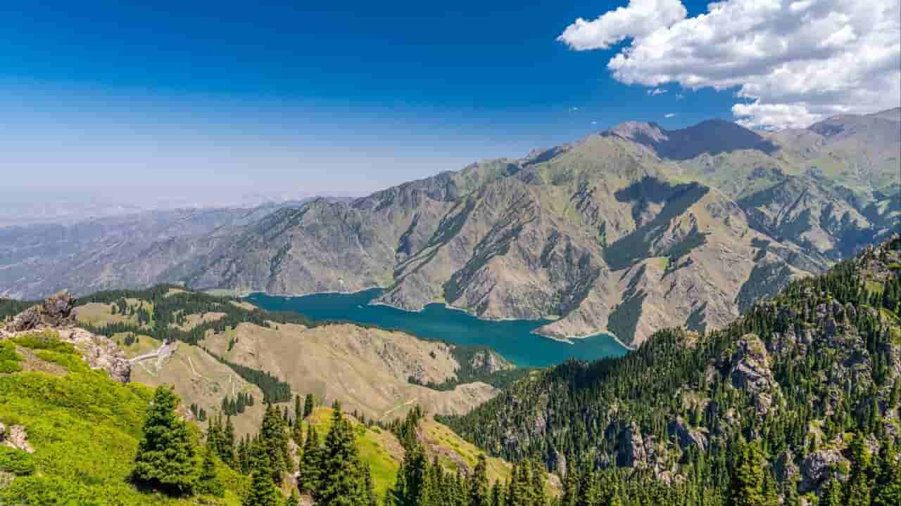 Xinjiang weed may cut China's rubber import reliance
