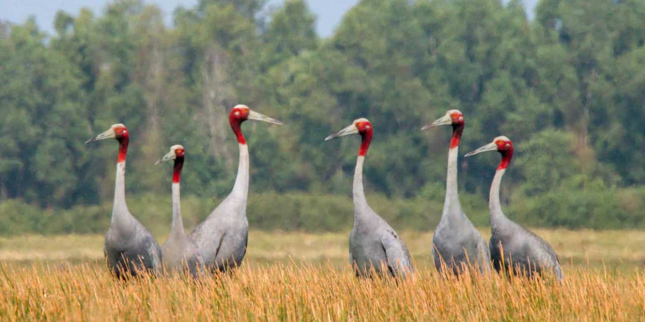 Cambodian farmers conserve cranes with wildlife-friendly rice