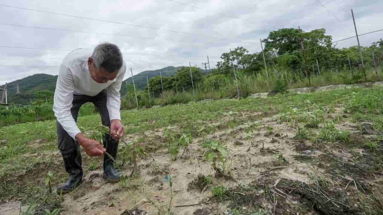 Hong Kong farmers face heavy losses due to relentless summer rain