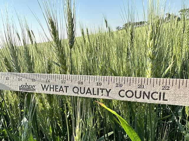 Spring wheat tour finds resilient Northern Plains crop