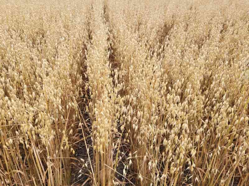 Farmer-owned Green Acres Milling to open oat mill in 2026