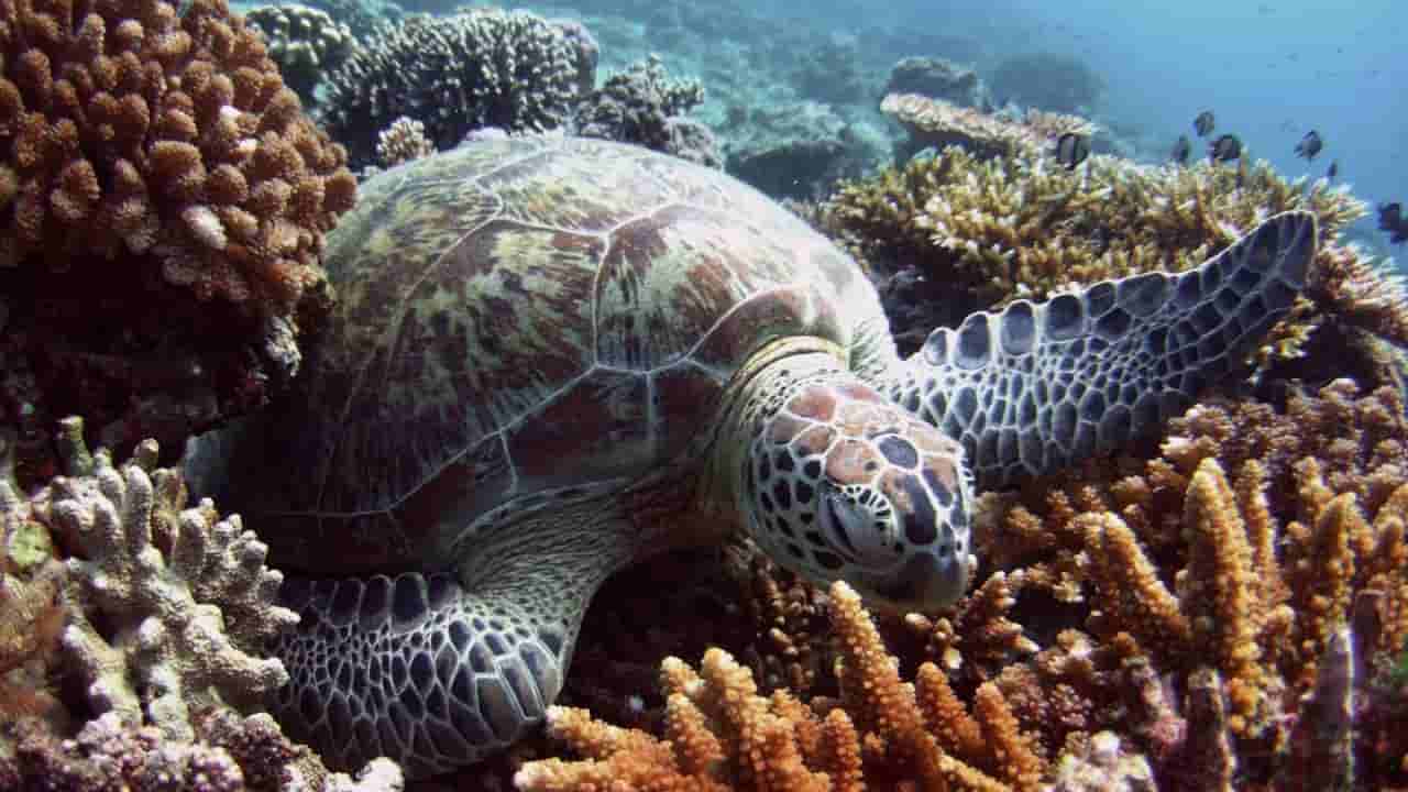 Malaysian conservationists unite to protect turtles from poachers