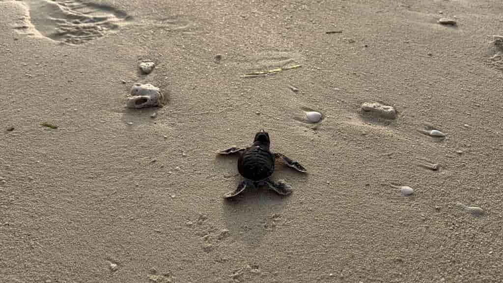 Malaysia's green turtles thrive thanks to DNA fingerprinting and conservation efforts