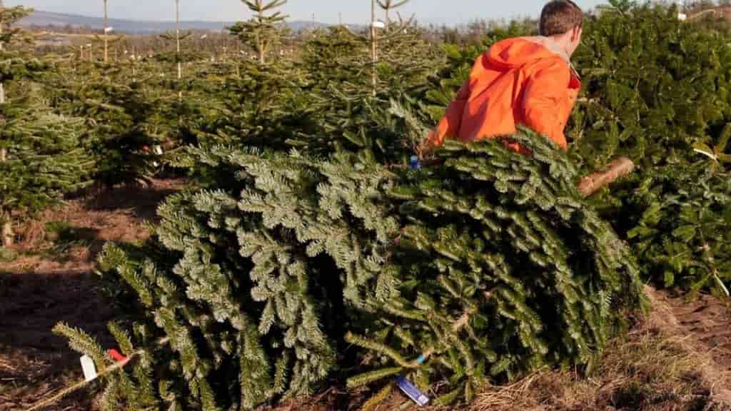 Christmas tree growers emerge as key voices in US-China trade talks