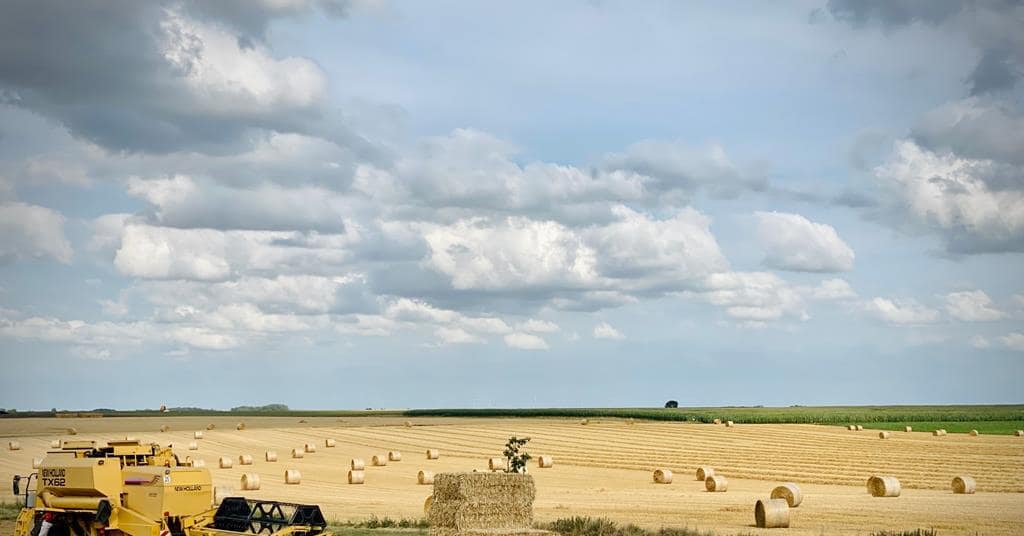 Kellogg's launches UK wheat regenerative agriculture program