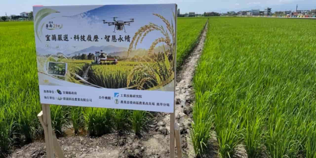 Taiwanese rice makes its way into premium Japanese sake