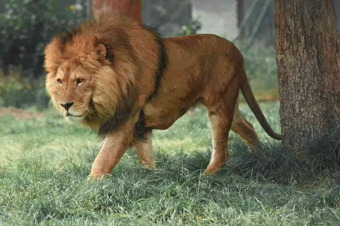 Ten lions found dead in suspected poisoning at Tanzania reserve