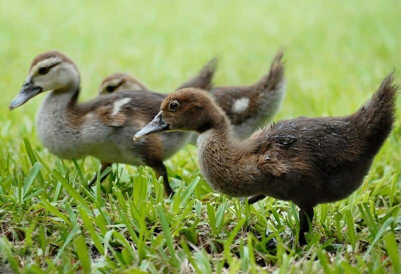 Philippines reports bird flu outbreak among backyard birds, WOAH says