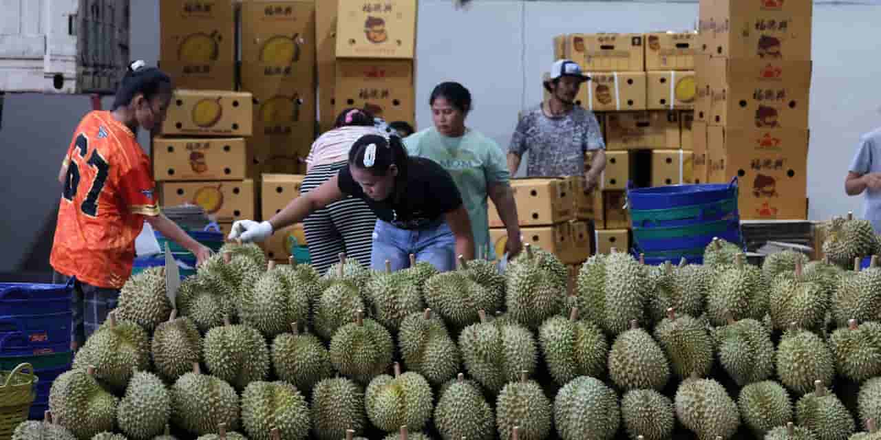 Thai farmers pivot to durian amid China demand, risking crop diversification