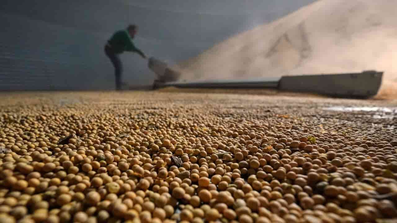 China's largest US soybean order fuels speculation of Xi-Trump trade pact