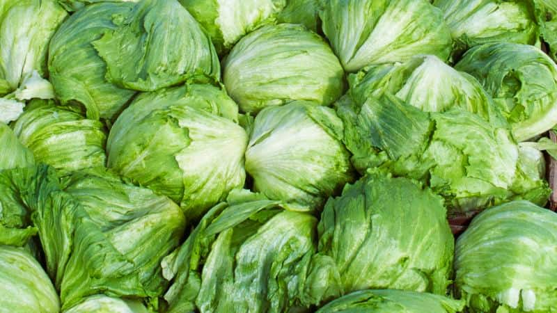 Consumers Shun Big Retail Lettuce Amid Cyclospora Outbreak, Favoring Local Greens