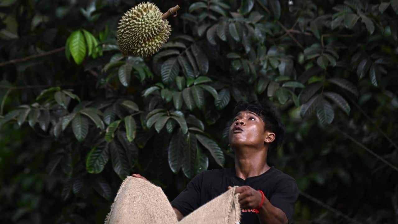 Thailand's fruit harvest rots as migrant worker shortage deepens