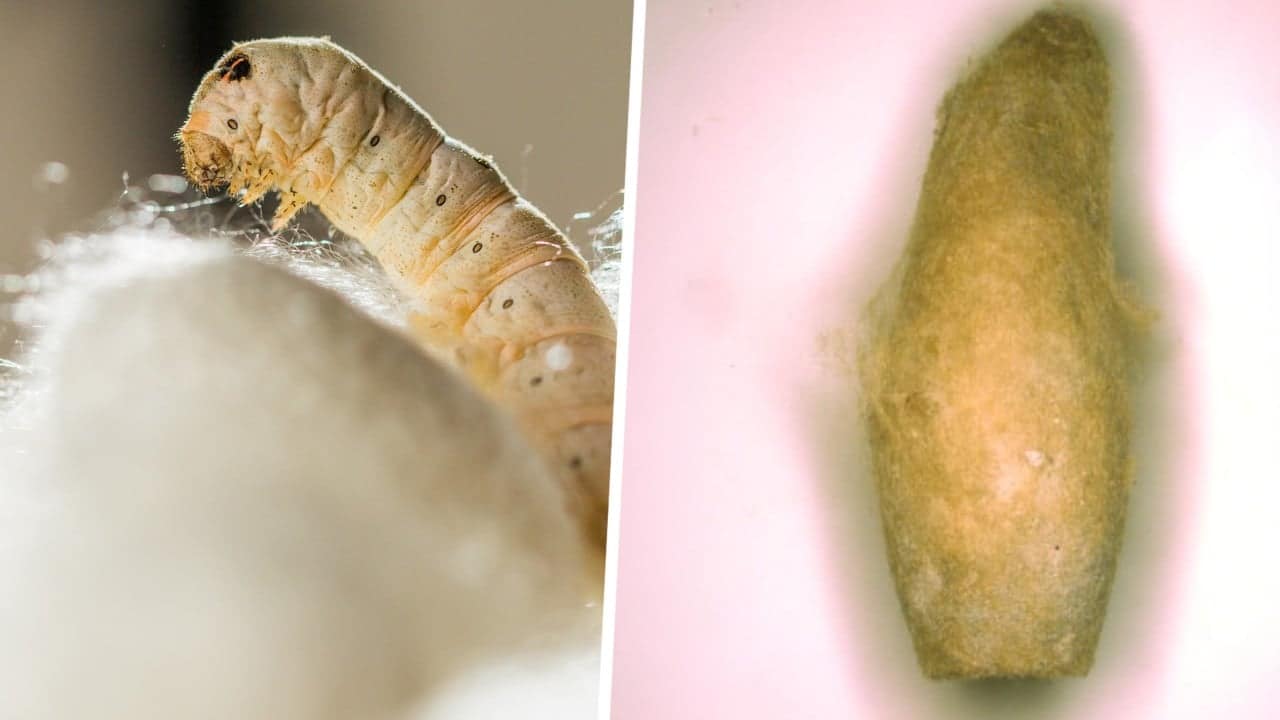 Earliest silkworm farming outside China found, upending Silk Road timeline