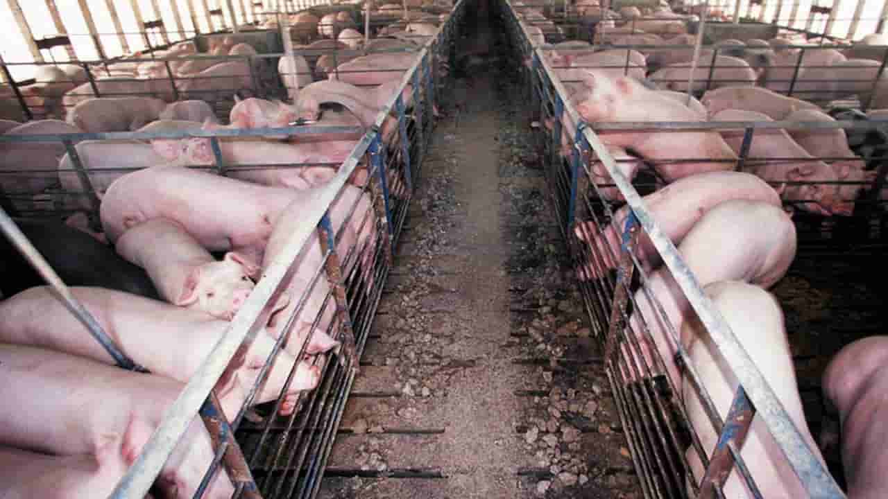 China caught in US bacon tariff dispute