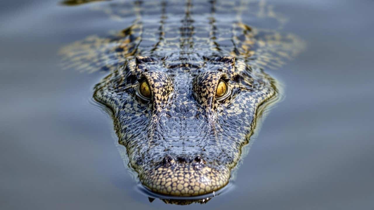 Man charged over AI-generated crocodile image that disrupted Singapore reservoir