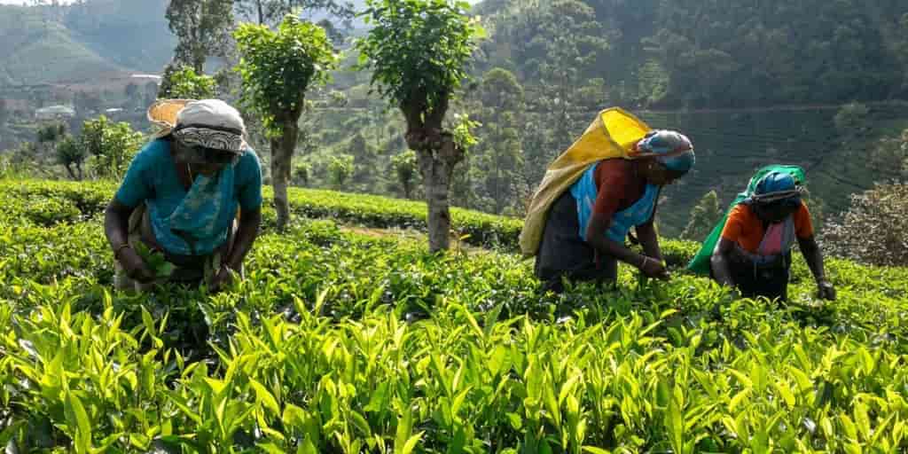 Sri Lanka's Ceylon Tea: Inequality and Climate Pressures