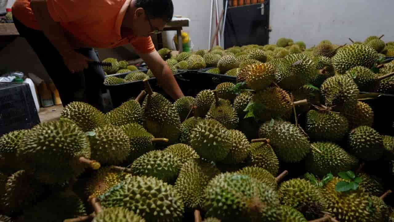 Malaysia eyes land routes to boost durian trade with China