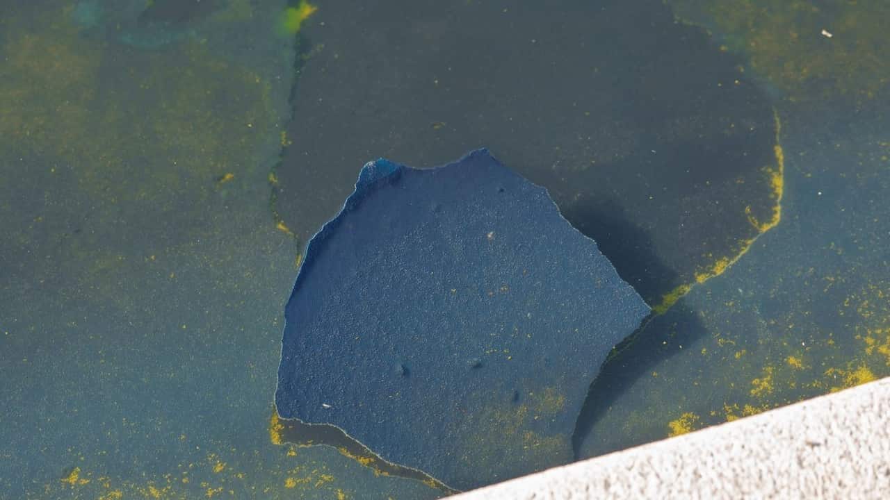 Trump: Reflecting Pool to be drained after July 4; algae 'criminally made'