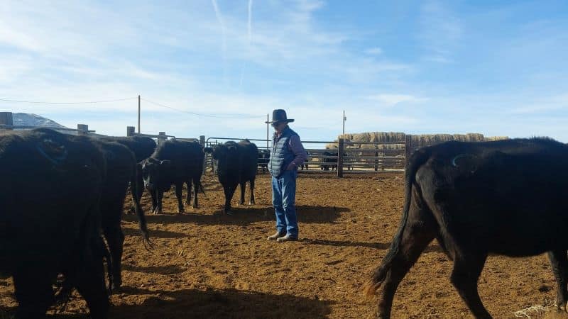 Mexico boosts sterile fly dispersal as US reopens cattle trade