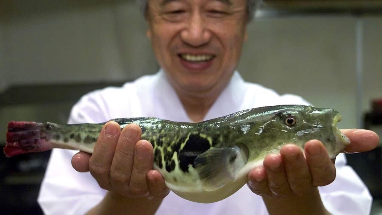 Japan's Fugu Industry Faces Rising Costs and Supply Chain Risks