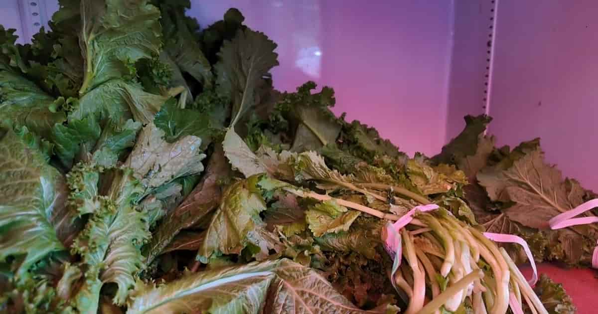 40% of Americans buying less produce due to Cyclospora outbreak