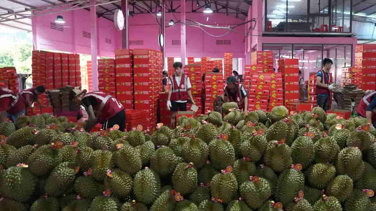 China Durian Imports Surge Amid Glut Pressuring Growers