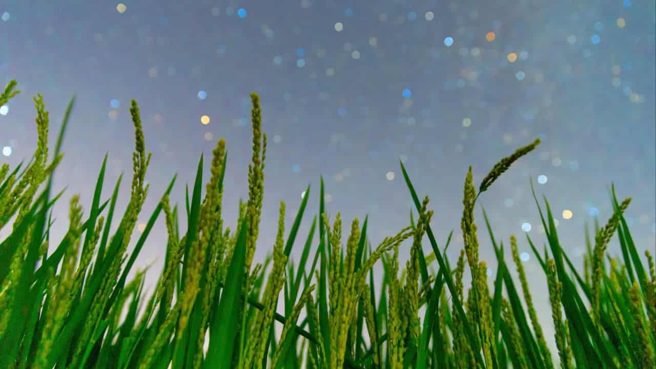 China Develops Custom Plant Immunity System for Epidemic Response