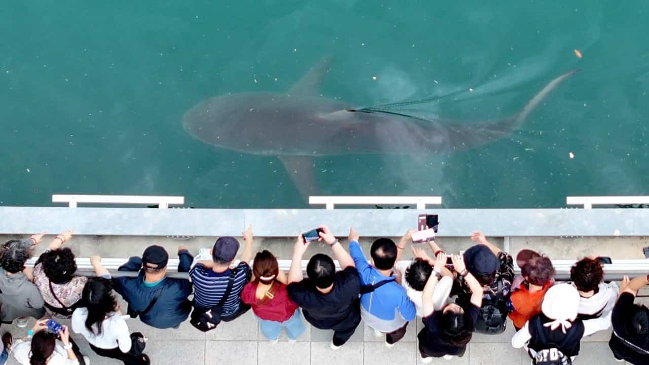 Stranded shark draws over a million visitors to Busan, sparks trademark spat