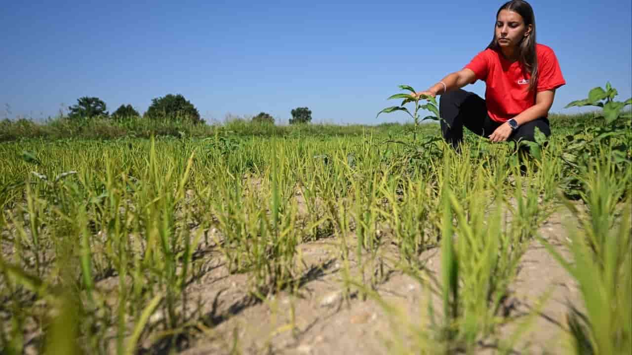 Italian rice crops suffer in drought, worst European heatwave