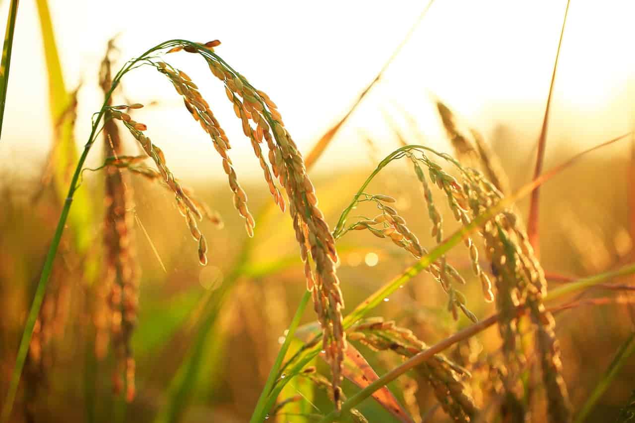 USA Rice trade mission reinforces Mexico ties