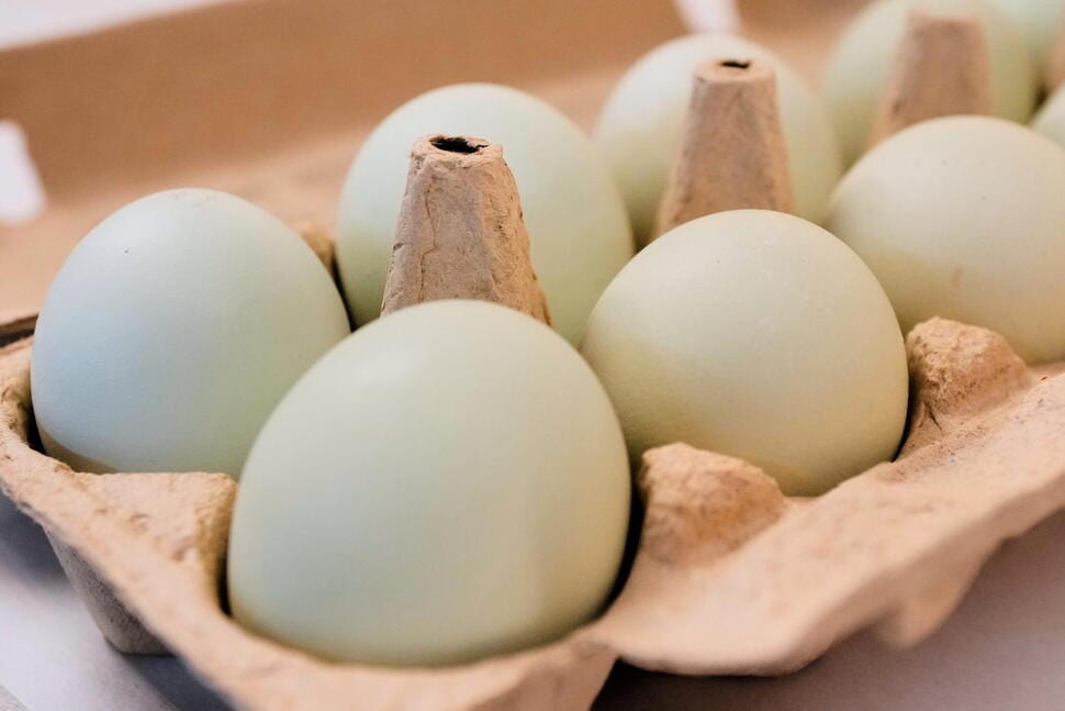 Egg Producers to Pay $3.3M and Donate 53M Eggs to Settle Price-Fixing Claims