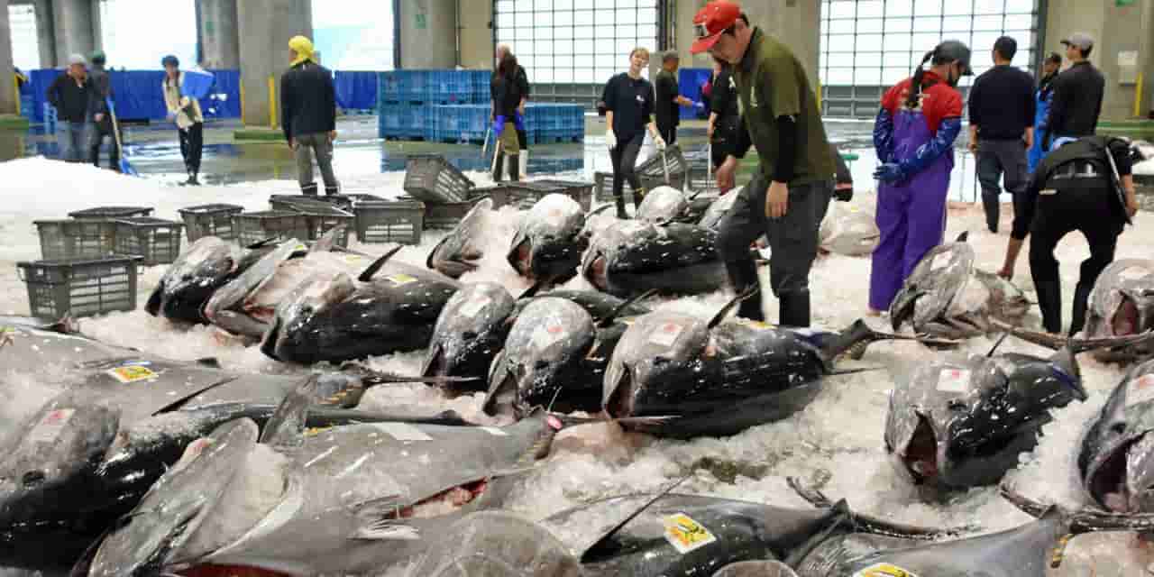 Bluefin tuna quota increase agreed as population recovers