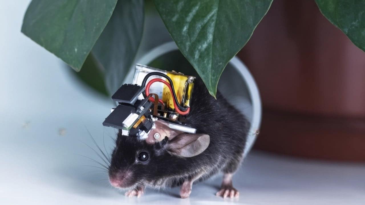 China develops world's smallest wearable brain monitor with cortex-wide view