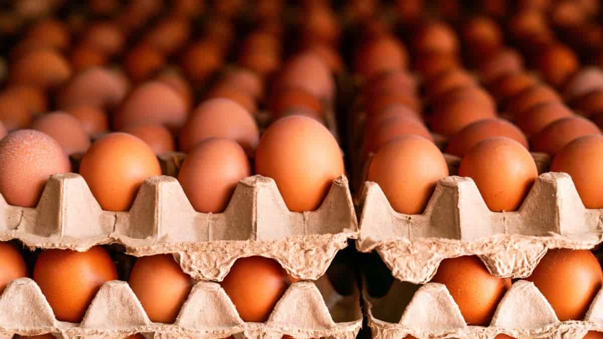 Midwest Poultry Services recalls 1.6 million dozen eggs over Salmonella risk