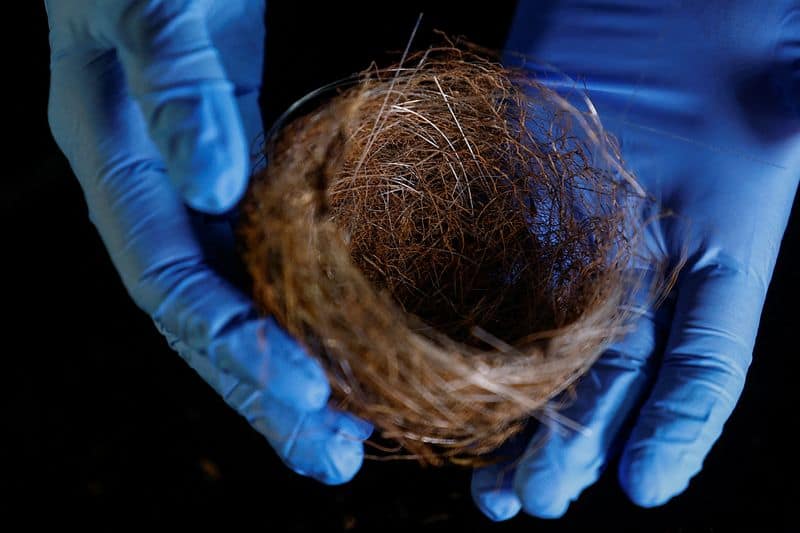 Bird nests made of fibre-optic cables found near Ukraine war front