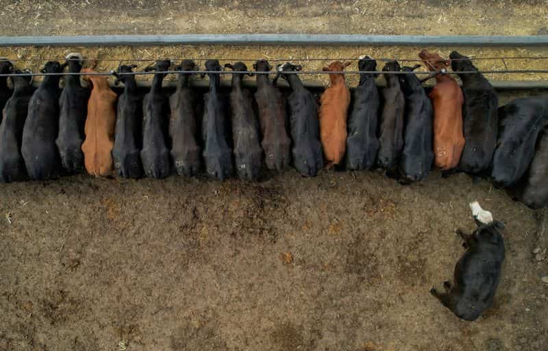 US beef prices remain high for summer cookouts