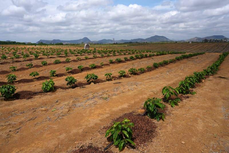 El Niño threatens Brazil's coffee harvest, but growers adapt