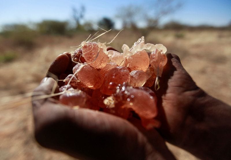 UN: Sudan's war economy, gum arabic trade fuel conflict