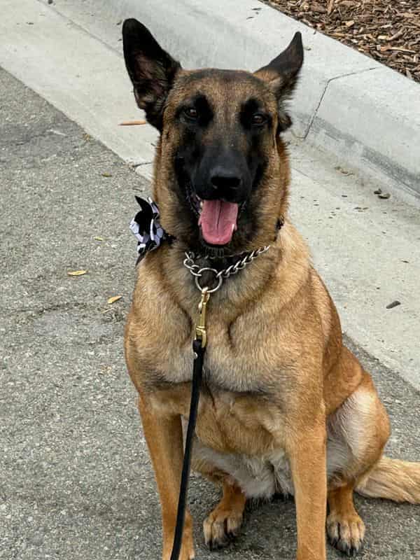 World Cup security dogs detect threats, deter potential attackers