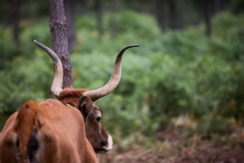 Spain revives native livestock to combat wildfires