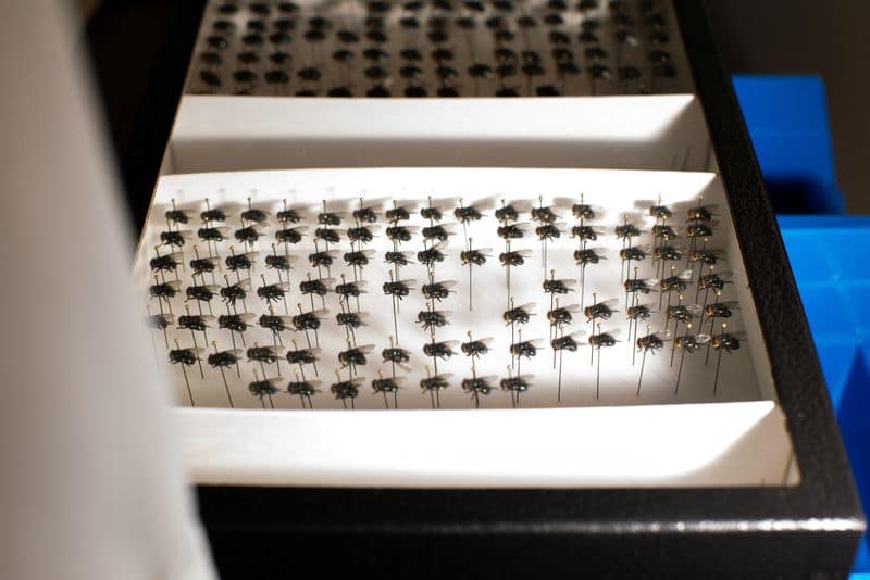 US tests GMO flies to combat livestock pest