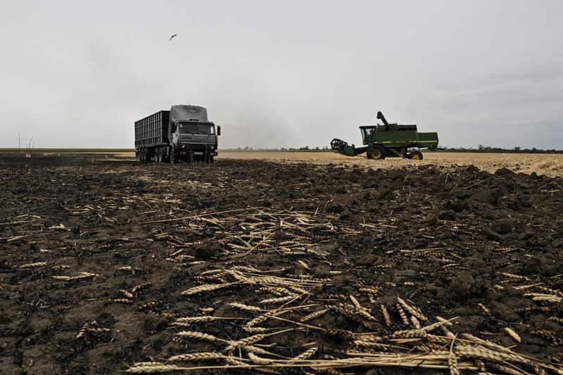 US wheat rises on Black Sea disruptions