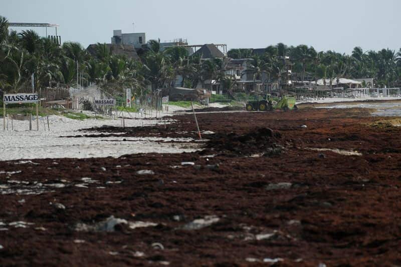 Caribbean Tackles Sargassum Seaweed With Boats, Barriers, and Biofuel