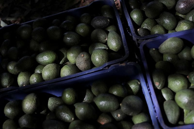 US halts avocado export inspections in Mexico over security alert
