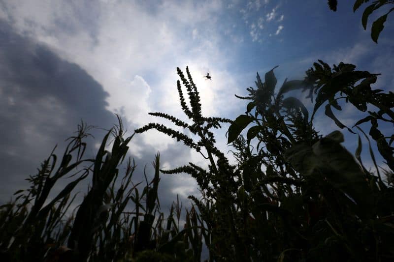World food prices hit 3-year high in July