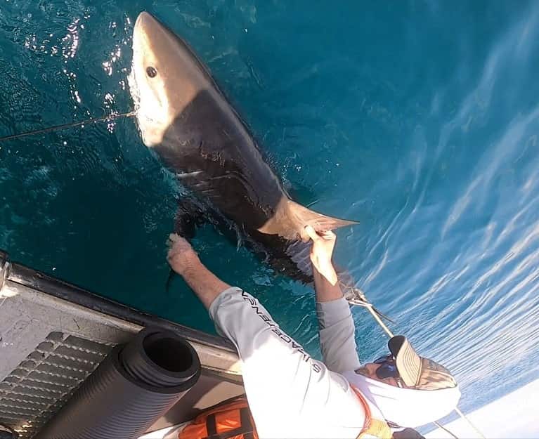 Scientists use sharks to gather ocean data for hurricane predictions
