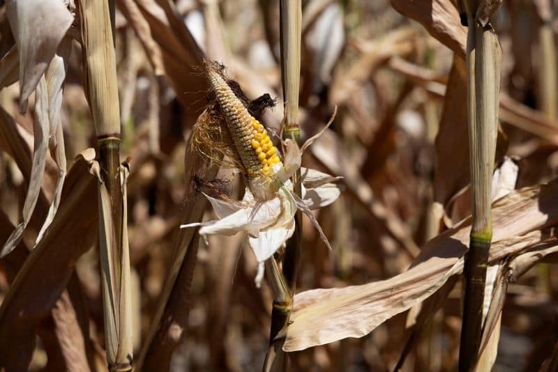 Europe's heatwave stunts Austrian crops, prompts early cattle slaughter