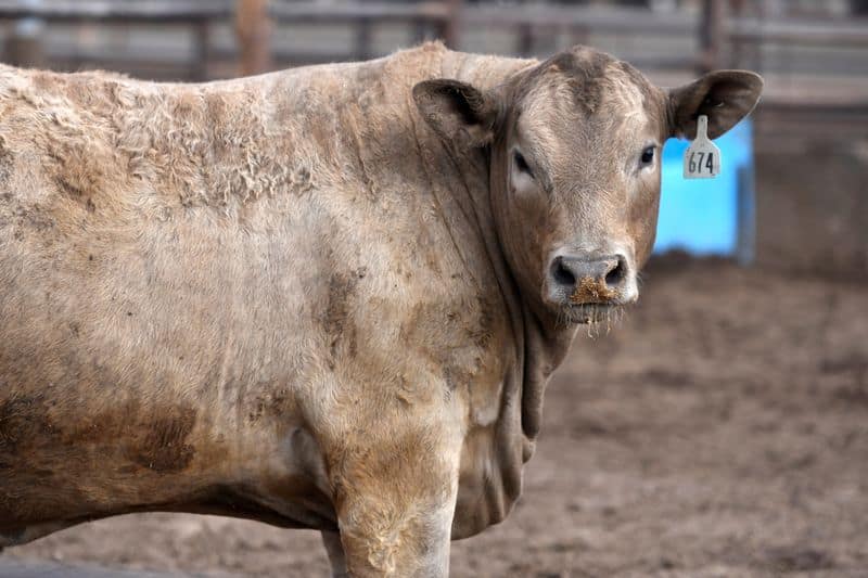 Tyson Foods to close or sell three US beef plants amid cattle shortage